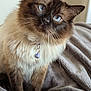 Teddy is registered to the contest to win money with this photo: cat, blue_eyes, fluffy, collar, bell, pet, feline, indoor, blanket, cozy, fur, whiskers, curious, animal, cute, domestic, portrait, soft, head_tilt, close_up