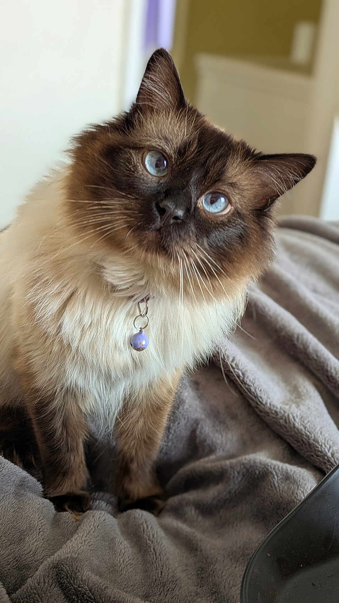 Teddy is registered to the contest to win money with this photo: cat, blue_eyes, fluffy, collar, bell, pet, feline, indoor, blanket, cozy, fur, whiskers, curious, animal, cute, domestic, portrait, soft, head_tilt, close_up
