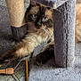 Teddy joined the competition — help win amazing prizes! cat, blue_eyes, fluffy, fur, cat_tree, carpet, grooming_tool, paw, relaxation, indoor, pet, animal, curious, stretching, feline, cozy, gray, wooden_handle, close_up, home