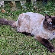 Teddy joined the competition — help win amazing prizes! cat, blue_eyes, fluffy, collar, bell, grass, outdoor, animal, pet, nature, garden, feline, mammal, whiskers, tail, relaxed, alert, domestic_cat, cute, lying_down