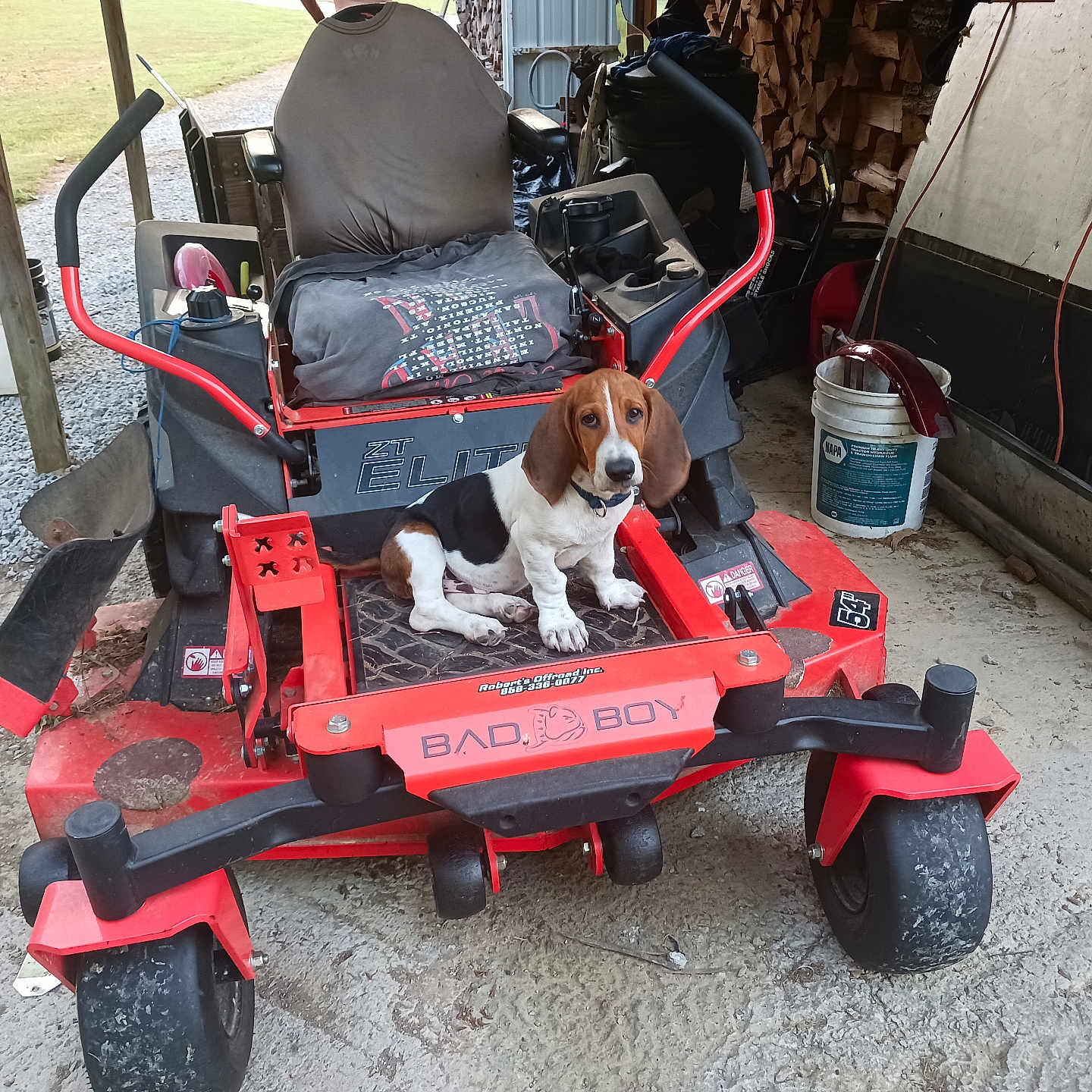 Samson Earl is registered to the contest to win money with this photo: adult, animal, canine, chair, device, dog, female, furniture, grass, hound, lawn, lawnmower, machine, person, pet, plant, puppy, spoke, tool, woman