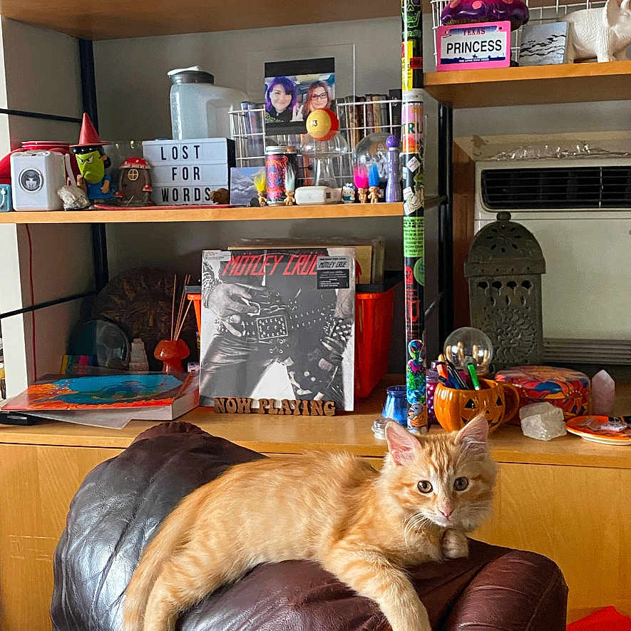 Toast is registered to the contest to win money with this photo: animal, architecture, building, cat, computerhardware, couch, desk, electronics, furniture, hardware, indoors, interiordesign, livingroom, monitor, person, pet, room, screen, shelf, table