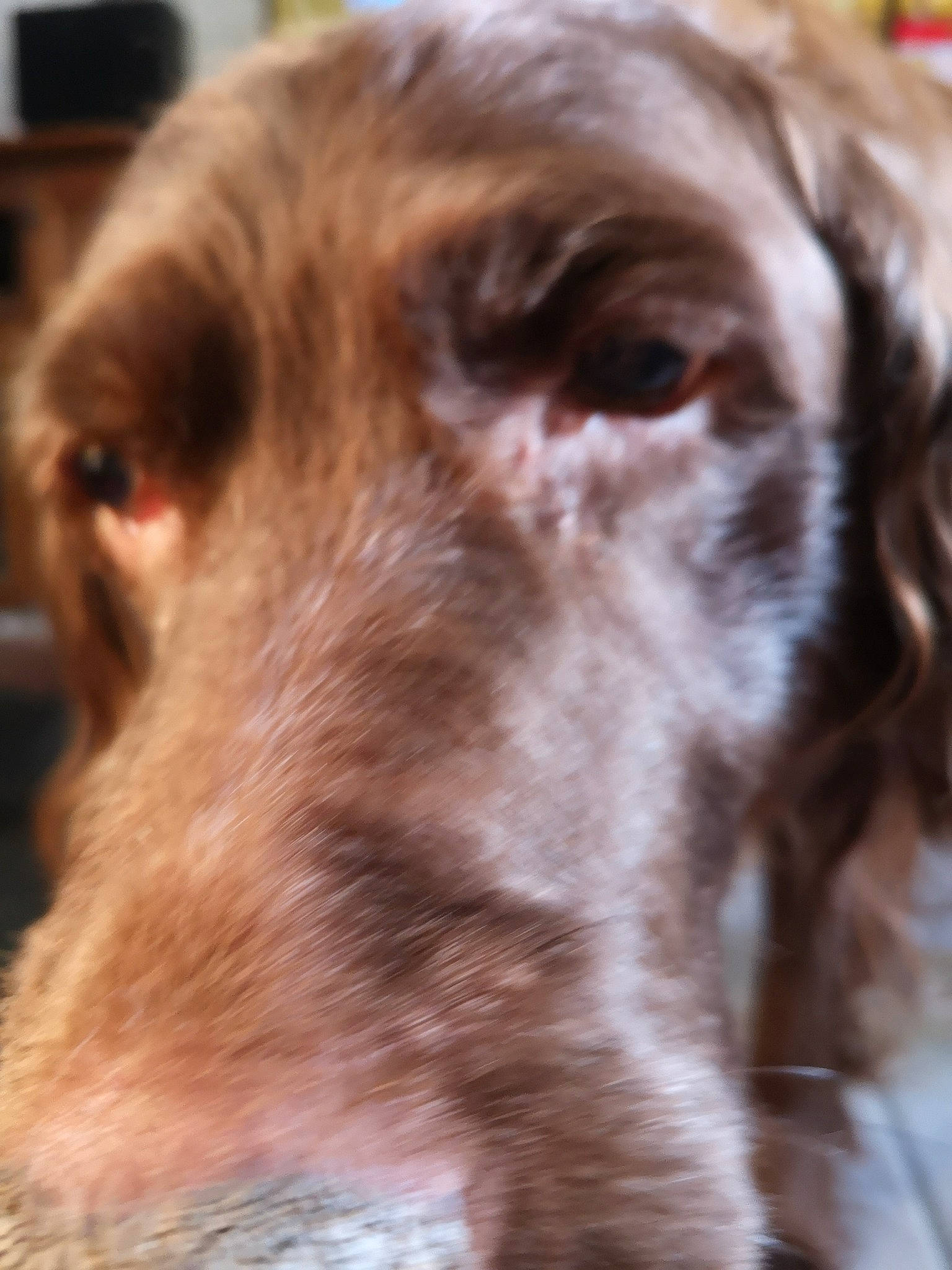 Xena a rejoint le concours — aidez-le/la à gagner de superbes lots ! canidae, carnivore, close_up, companion_dog, dog, dog_breed, ear, fawn, fur, gun_dog, liver, snout, spaniel, sporting_group, street_dog, terrestrial_animal, whiskers, wildlife, wood, working_animal