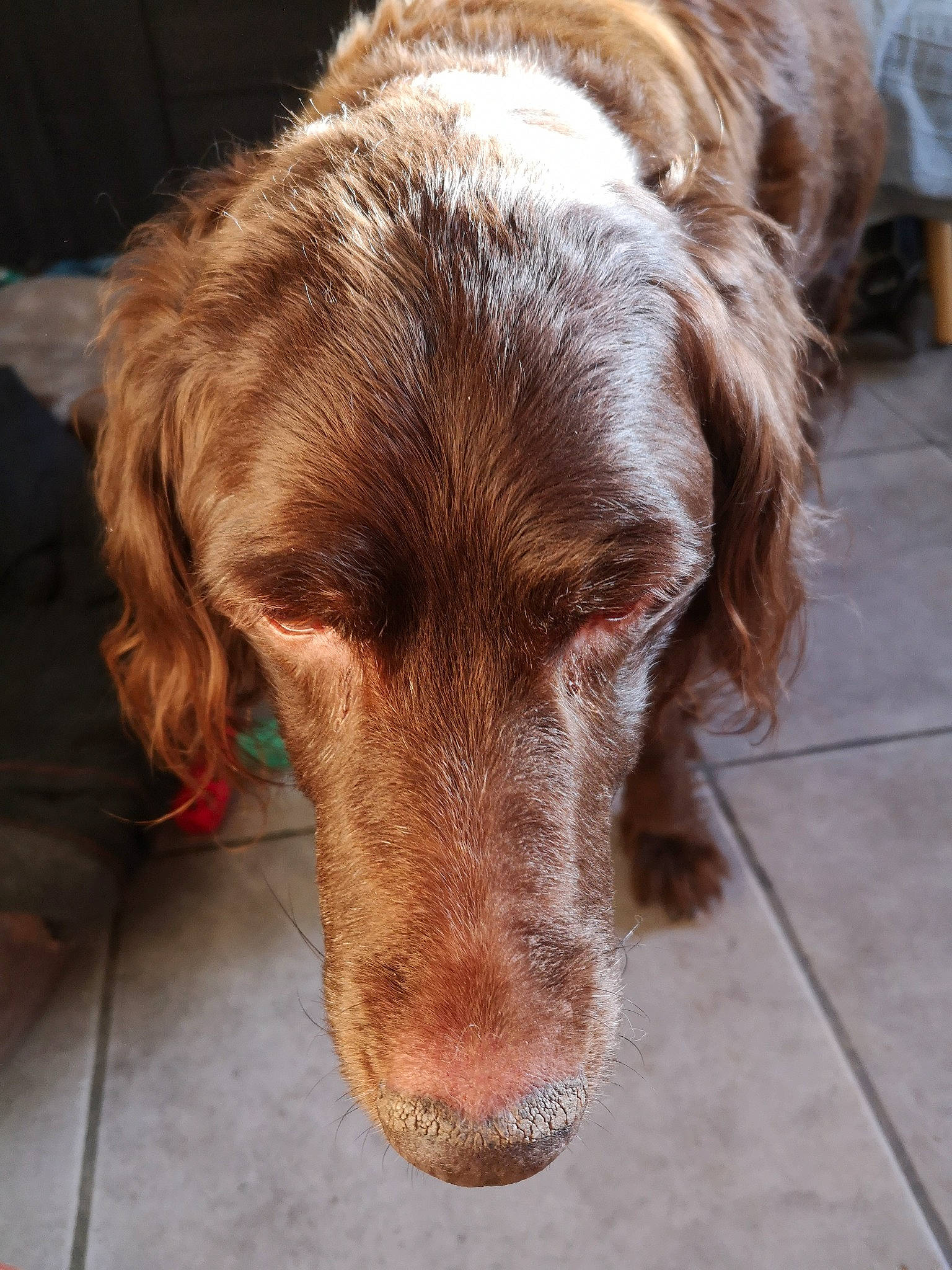 Xena a rejoint le concours — aidez-le/la à gagner de superbes lots ! canidae, carnivore, companion_dog, dog, dog_breed, ear, eye, fawn, fur, gun_dog, head, liver, pointing_breed, retriever, snout, spaniel, sporting_group, whiskers, wood, working_animal