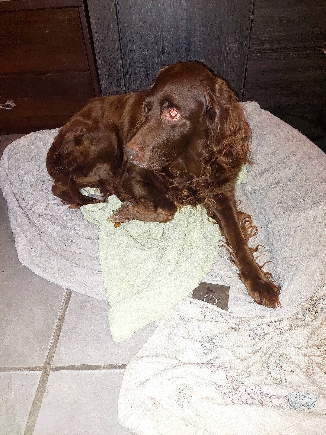 Xena a rejoint le concours — aidez-le/la à gagner de superbes lots ! cabinetry, canidae, carnivore, cocker_spaniel, comfort, companion_dog, dog, dog_breed, dog_supply, fawn, fur, gun_dog, hunting_dog, liver, pet_supply, snout, spaniel, sporting_group, wood, working_animal