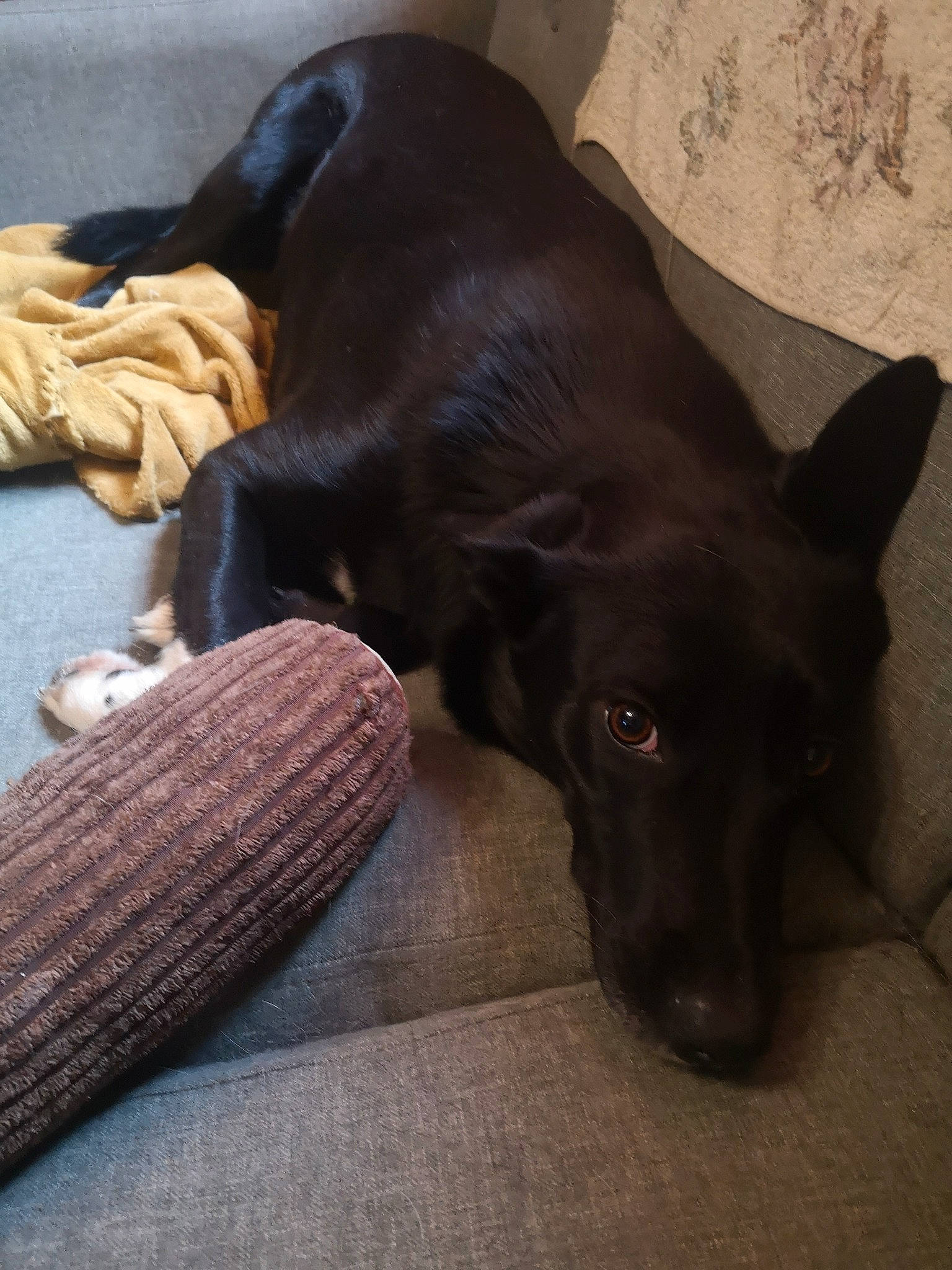 Raya a rejoint le concours — aidez-le/la à gagner de superbes lots ! borador, carnivore, collar, comfort, companion_dog, dog, dog_breed, dog_collar, ear, fawn, flooring, fur, hardwood, liver, pet_supply, snout, tail, whiskers, wood, working_animal