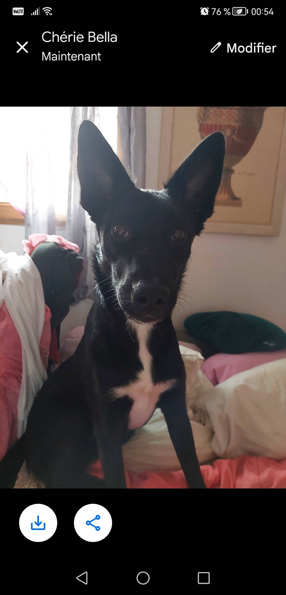 Raya participe au concours pour gagner de l'argent avec cette photo : canidae, carnivore, comfort, companion_dog, dog, dog_breed, ear, fur, mammal, non_sporting_group, paw, sitting, sky, snout, sporting_group, square, tail, toy_dog, whiskers, working_animal