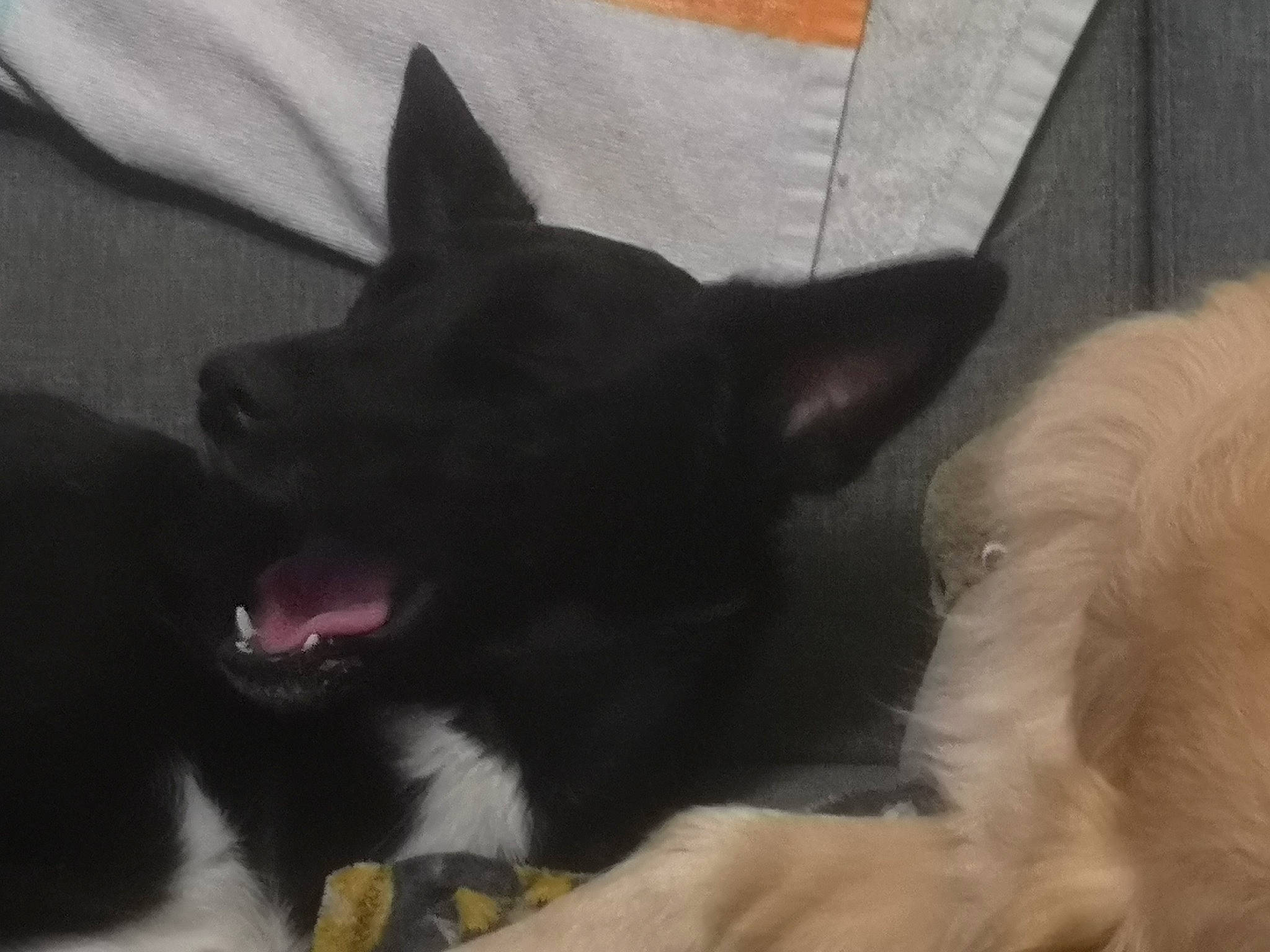 Raya participe au concours pour gagner de l'argent avec cette photo : canidae, carmine, carnivore, comfort, companion_dog, dog, dog_breed, ear, fur, non_sporting_group, snout, sporting_group, terrestrial_animal, whiskers, working_animal