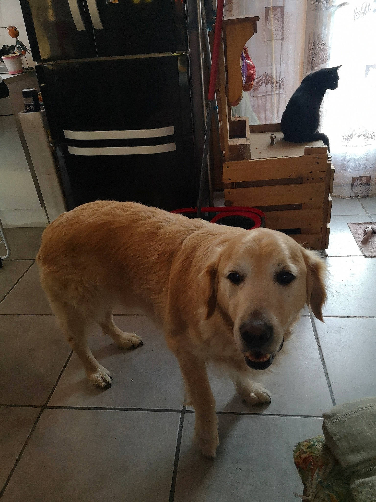 Mowgli a rejoint le concours — aidez-le/la à gagner de superbes lots ! carnivore, cat, chair, collar, companion_dog, dog, dog_breed, fawn, floor, flooring, fur, gun_dog, hardwood, pet_supply, retriever, snout, tail, wood, working_animal