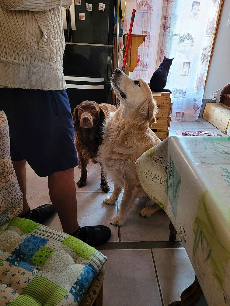 Mowgli a rejoint le concours — aidez-le/la à gagner de superbes lots ! belt, canidae, carnivore, chair, comfort, companion_dog, curtain, dog, dog_breed, fawn, felidae, flooring, fur, room, shorts, small_to_medium_sized_cats, sporting_group, t_shirt, wood, working_animal