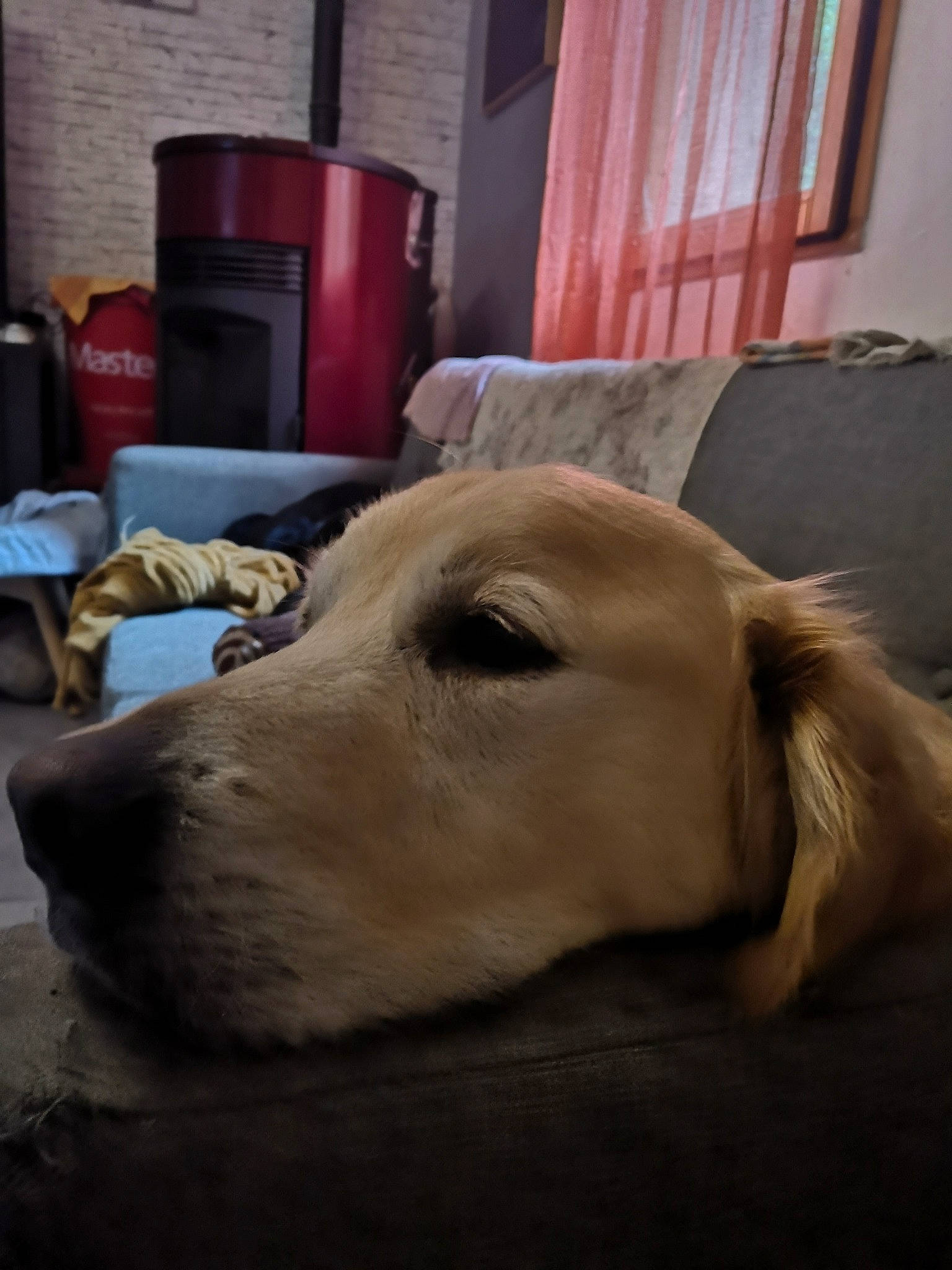 Mowgli a rejoint le concours — aidez-le/la à gagner de superbes lots ! canidae, carnivore, comfort, companion_dog, curtain, dog, dog_breed, ear, fawn, flooring, fur, head, labrador_retriever, nap, retriever, snout, sporting_group, whiskers, wood, working_animal