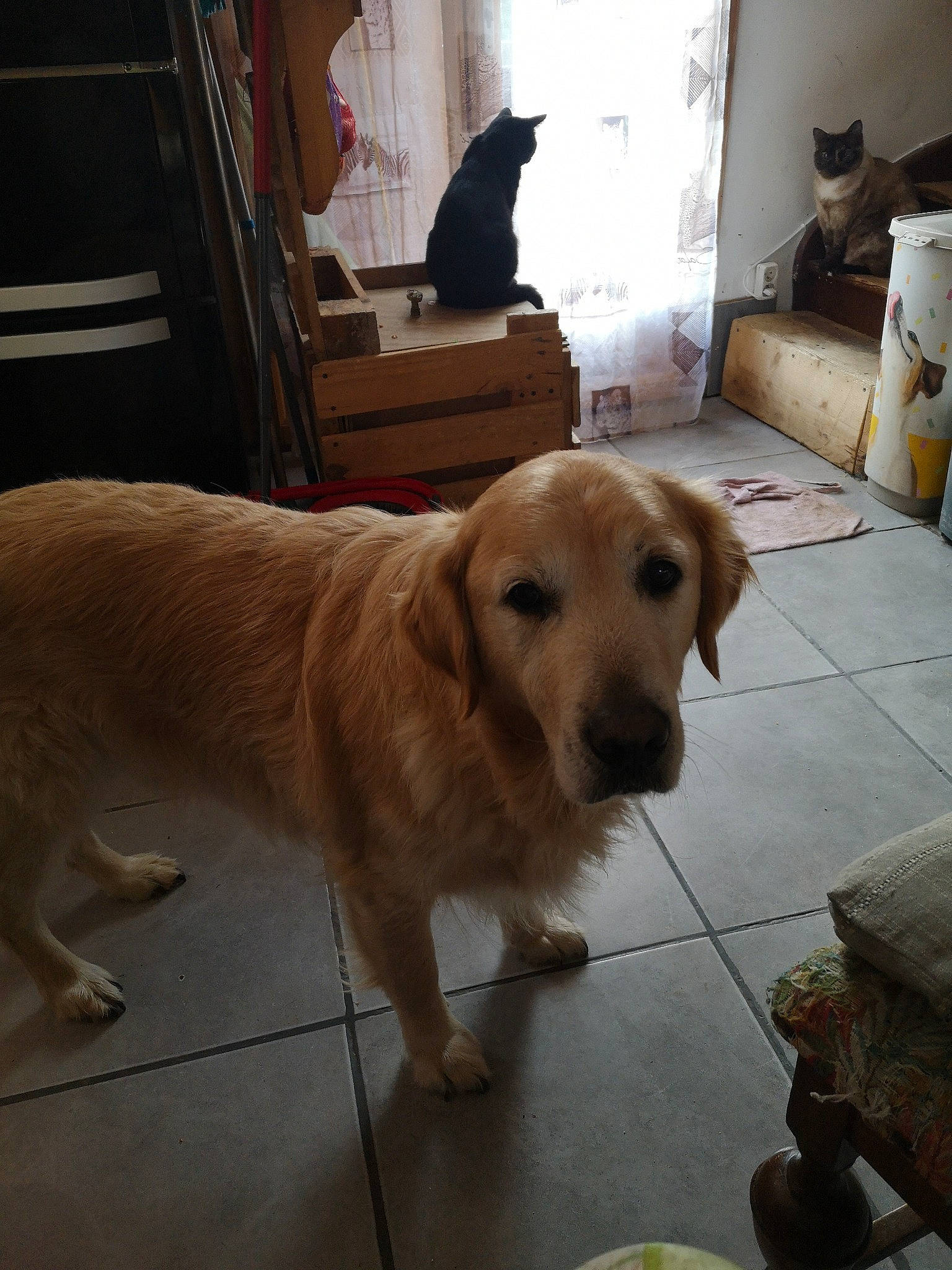 Mowgli a rejoint le concours — aidez-le/la à gagner de superbes lots ! carnivore, chair, collar, companion_dog, curtain, dog, dog_breed, door, fawn, floor, flooring, fur, gun_dog, hardwood, pet_supply, snout, tail, window, wood, working_animal