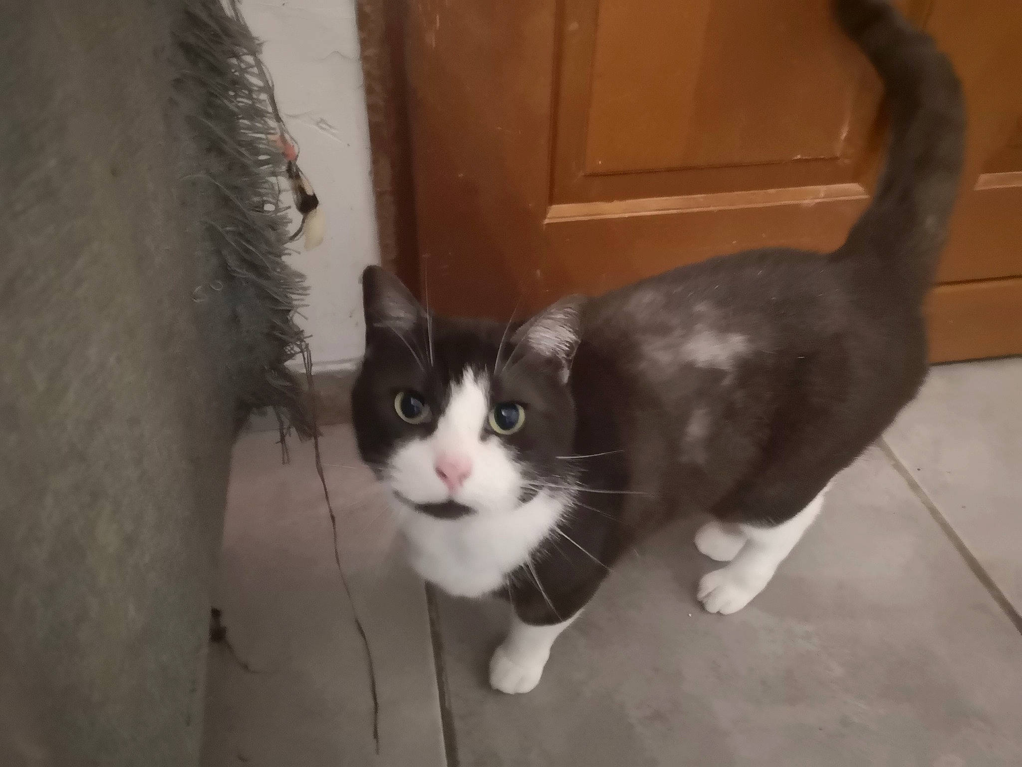 Sunny participe au concours pour gagner de l'argent avec cette photo : carnivore, cat, domestic_short_haired_cat, door, felidae, floor, flooring, foot, fur, hair, hardwood, head, paw, small_to_medium_sized_cats, snout, tail, terrestrial_animal, whiskers, window, wood