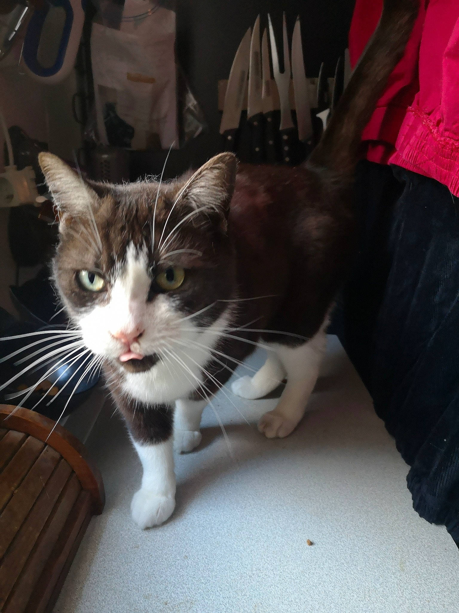 Sunny a rejoint le concours — aidez-le/la à gagner de superbes lots ! carnivore, cat, claw, comfort, domestic_short_haired_cat, felidae, flooring, foot, fur, paw, sitting, small_to_medium_sized_cats, snout, tail, whiskers, window