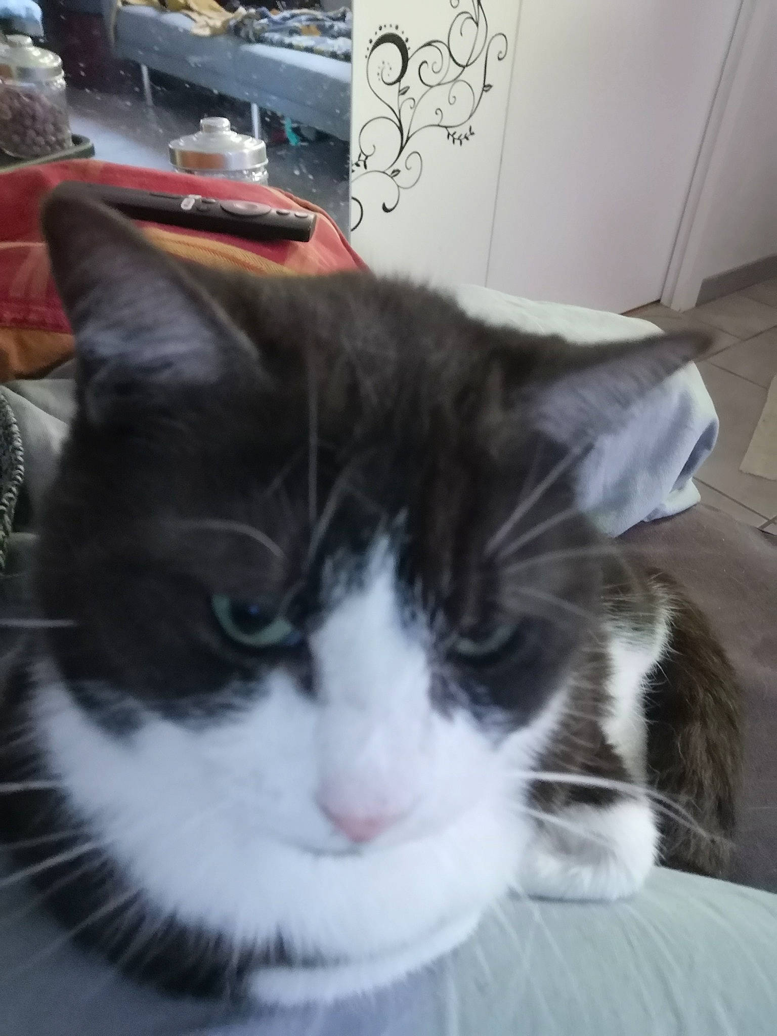 Sunny a rejoint le concours — aidez-le/la à gagner de superbes lots ! carnivore, cat, comfort, domestic_short_haired_cat, felidae, fur, paw, small_to_medium_sized_cats, snout, tail, whiskers, window