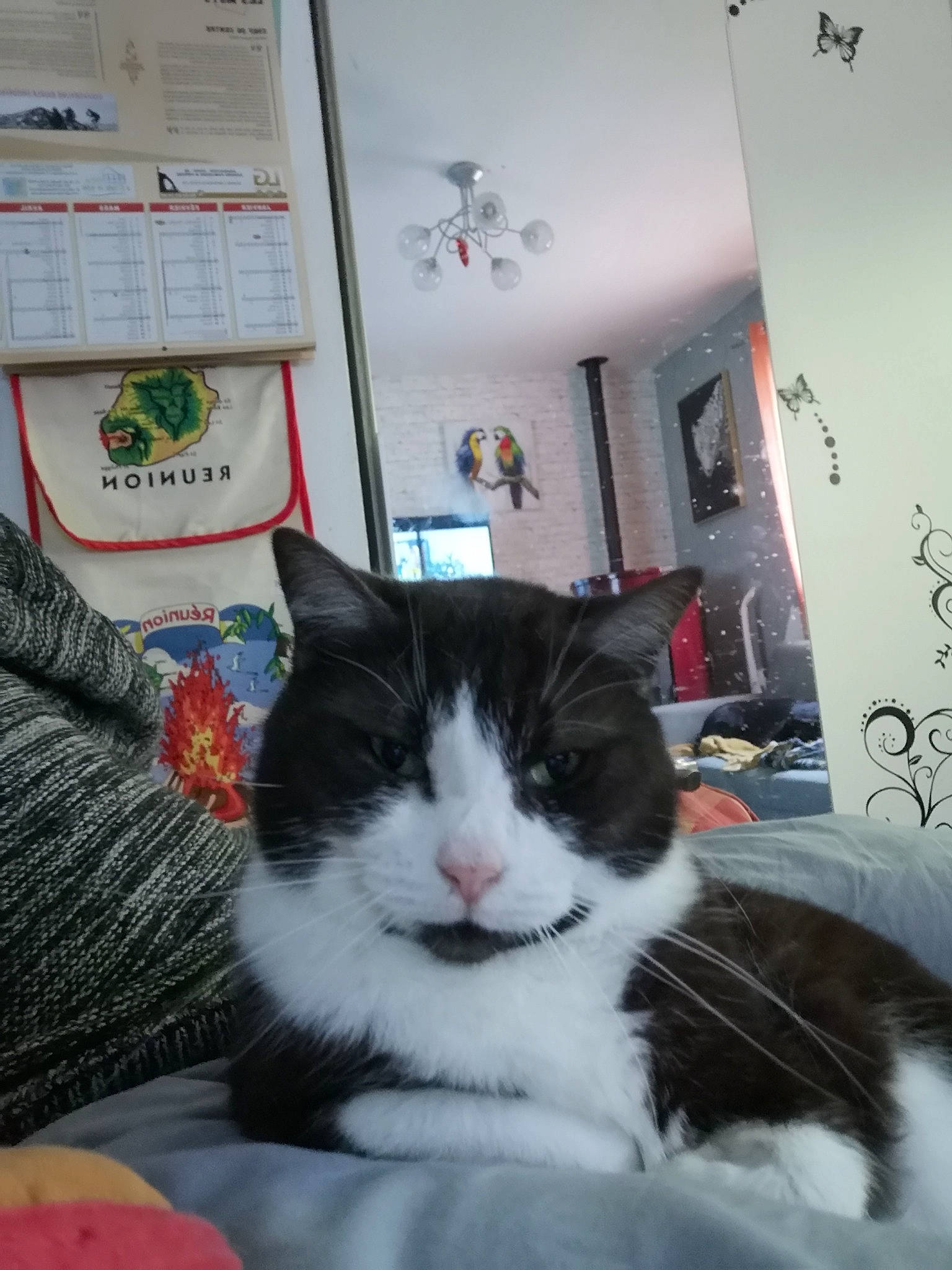 Sunny participe au concours pour gagner de l'argent avec cette photo : box, carnivore, cat, comfort, domestic_short_haired_cat, felidae, fur, linens, picture_frame, room, small_to_medium_sized_cats, snout, tree, whiskers, window