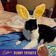 Toby is registered to the contest to win money with this photo: carnivore, cat, citrus, comfort, companion_dog, felidae, food, fruit, fur, ingredient, key_lime, lemon, meyer_lemon, small_to_medium_sized_cats, sweet_lemon, tableware, tail, valencia_orange, whiskers, yellow