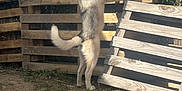 Nala Taki participe au concours pour gagner de l'argent avec cette photo : animal, canine, curious, daytime, dirt, dog, fence, grass, greenery, husky, looking, mammal, nature, outdoor, pet, standing, sunlight, wooden_fence, wooden_pallet, yard