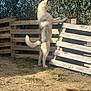 animal, canine, curious, daytime, dirt, dog, fence, grass, greenery, husky, looking, mammal, nature, outdoor, pet, standing, sunlight, wooden_fence, wooden_pallet, yard