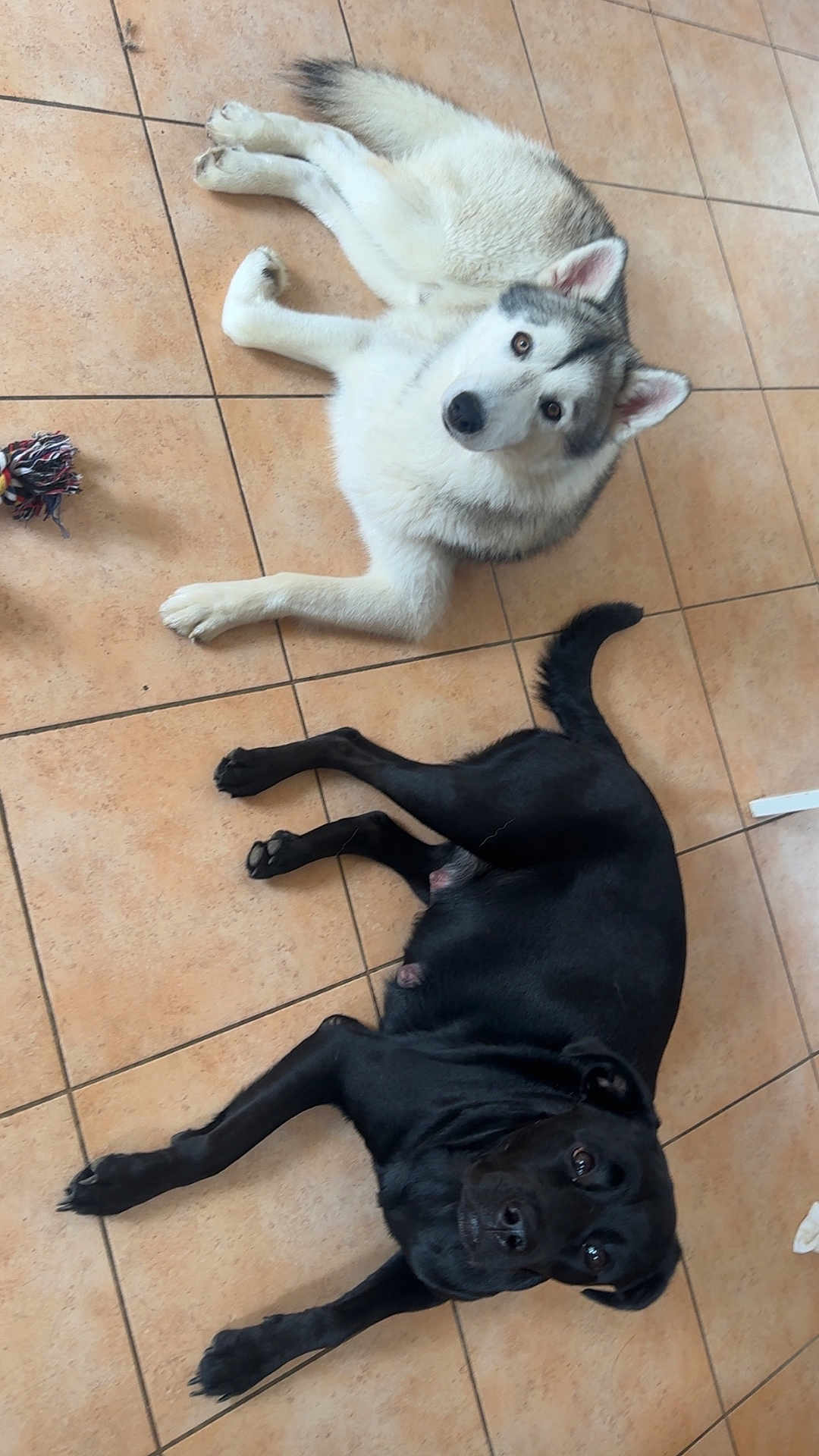 Nala Taki a rejoint le concours — aidez-le/la à gagner de superbes lots ! animal, black_dog, canine, companion, cute, dog, domestic, ears, floor, fur, husky, indoor, laying_down, looking_up, pet, playful, relaxed, tail, tile, toy