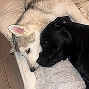 Nala Taki a rejoint le concours — aidez-le/la à gagner de superbes lots ! animal, bed, black_dog, closeup, cozy, dog, ears, friendship, fur, husky, indoor, labrador, nose, pet, resting, sleeping, snuggling, tile_floor, towel, white_dog