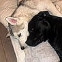 animal, bed, black_dog, closeup, cozy, dog, ears, friendship, fur, husky, indoor, labrador, nose, pet, resting, sleeping, snuggling, tile_floor, towel, white_dog