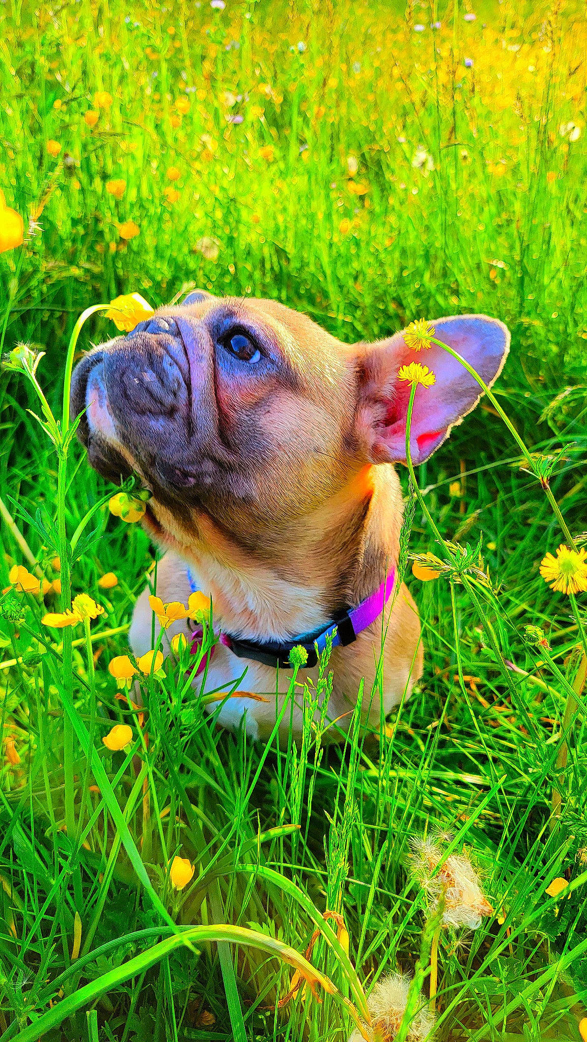Chaí is registered to the contest to win money with this photo: carnivore, collar, companion_dog, dog, dog_breed, eye, fawn, flower, grass, grassland, green, groundcover, lawn, lawn_ornament, people_in_nature, plant, snout, sporting_group, whiskers, working_animal