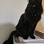 black_cat, cat, pet, feline, fluffy, sitting, printer, paper, indoor, domestic_animal, animal, whiskers, tail, curious, ears, fur, collar, side_view, household, furniture