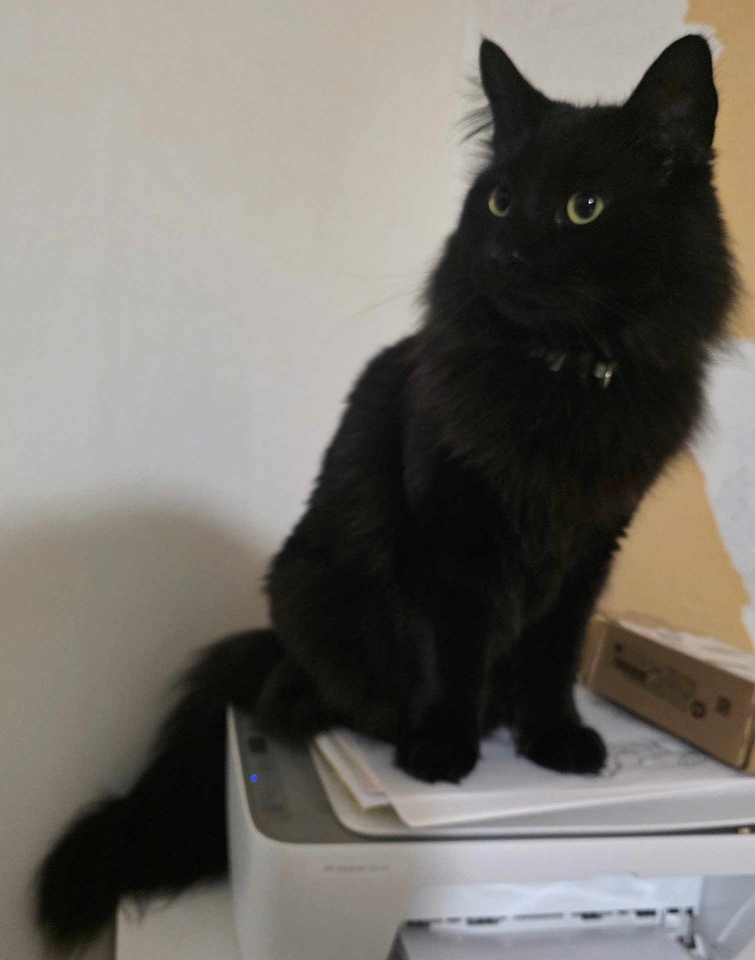 Alfie