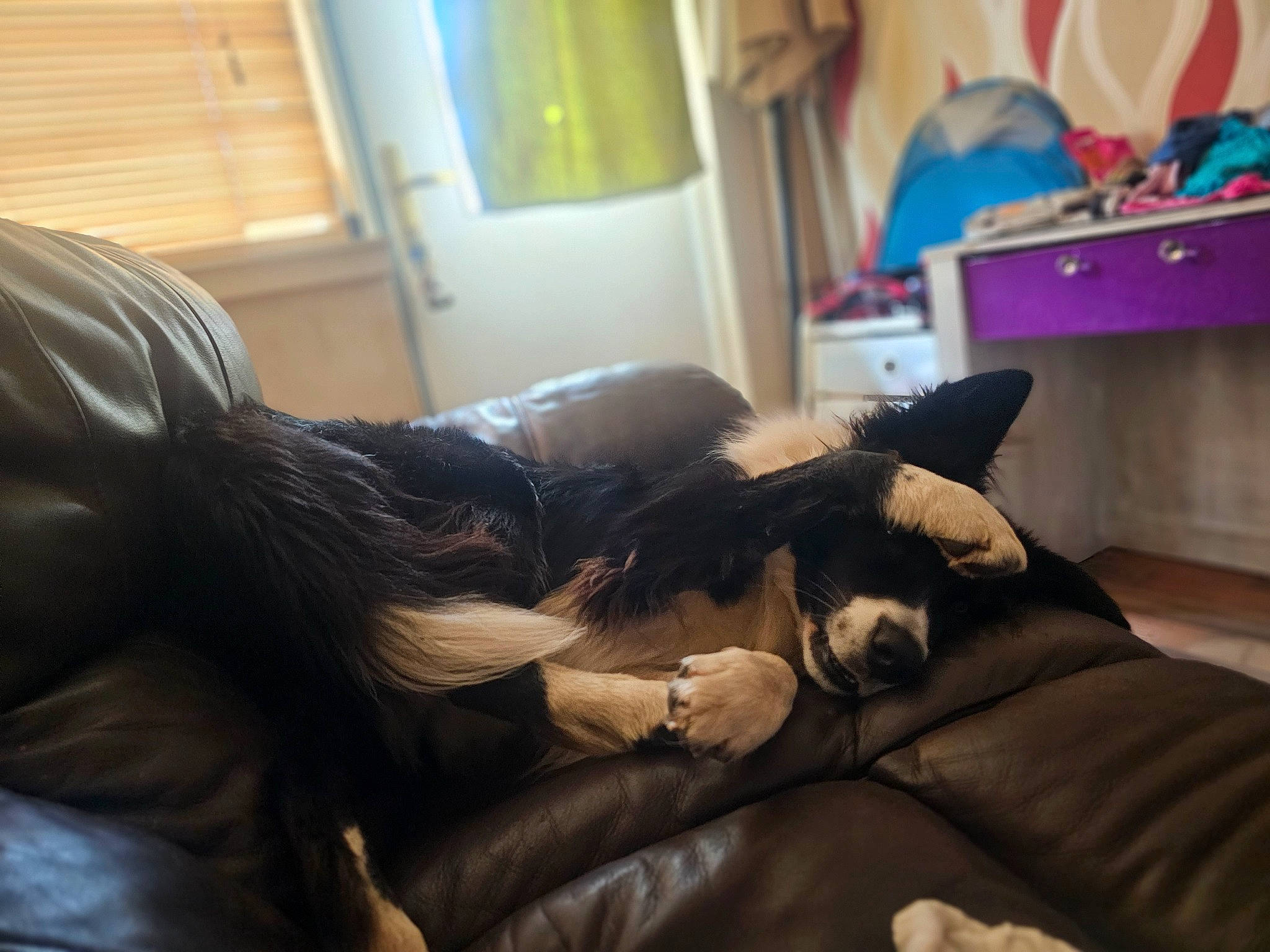 Rex is registered to the contest to win money with this photo: bed, carnivore, comfort, companion_dog, couch, curtain, dog, dog_breed, fawn, felidae, fur, human_leg, knee, lamp, lap, linens, living_room, room, small_to_medium_sized_cats, thigh