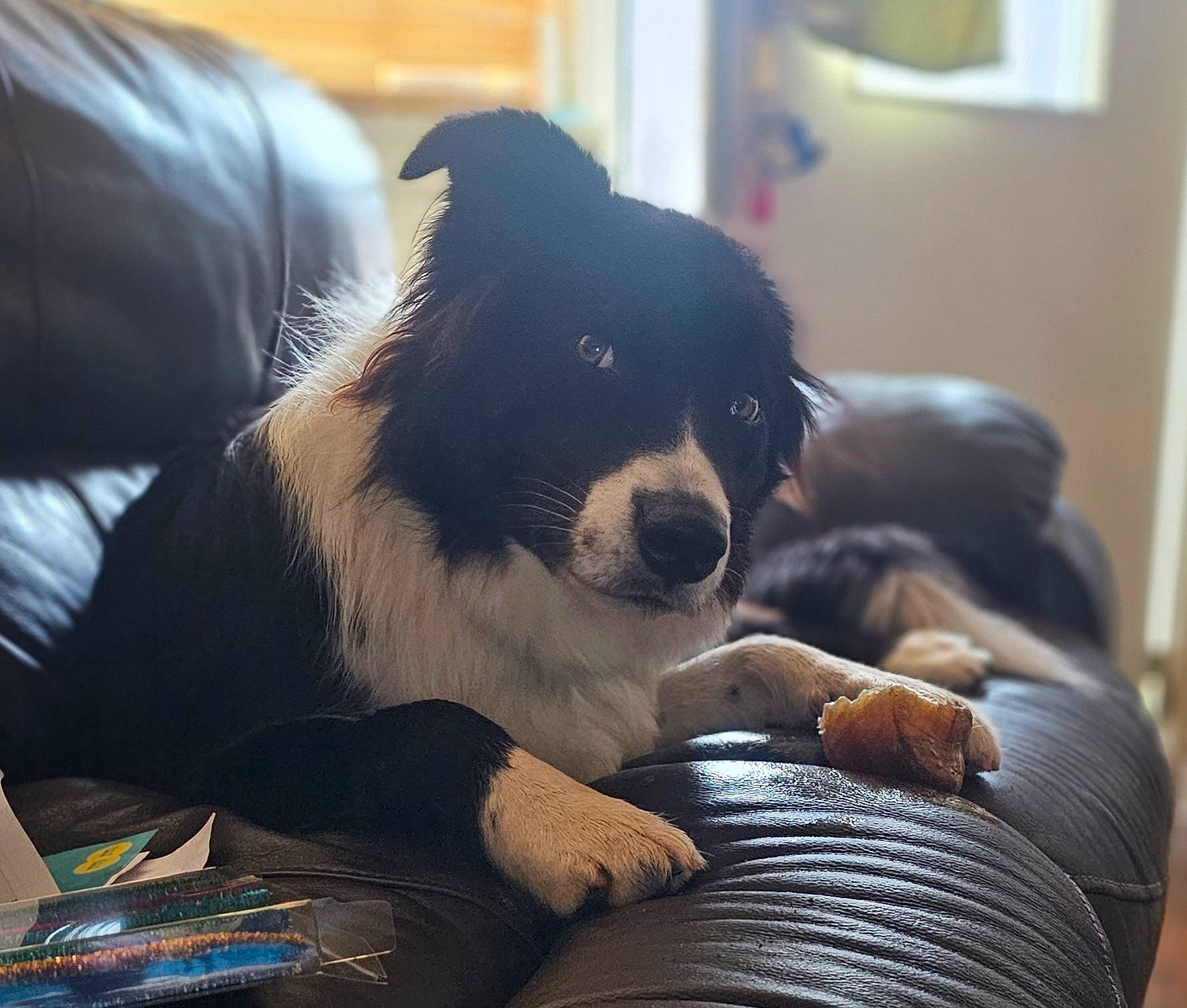 Rex is registered to the contest to win money with this photo: bernese_mountain_dog, border_collie, bored, canidae, carnivore, comfort, companion_dog, dog, dog_breed, door, fur, herding_dog, sitting, snout, sporting_group, terrestrial_animal, tints_and_shades, whiskers, working_animal, working_dog