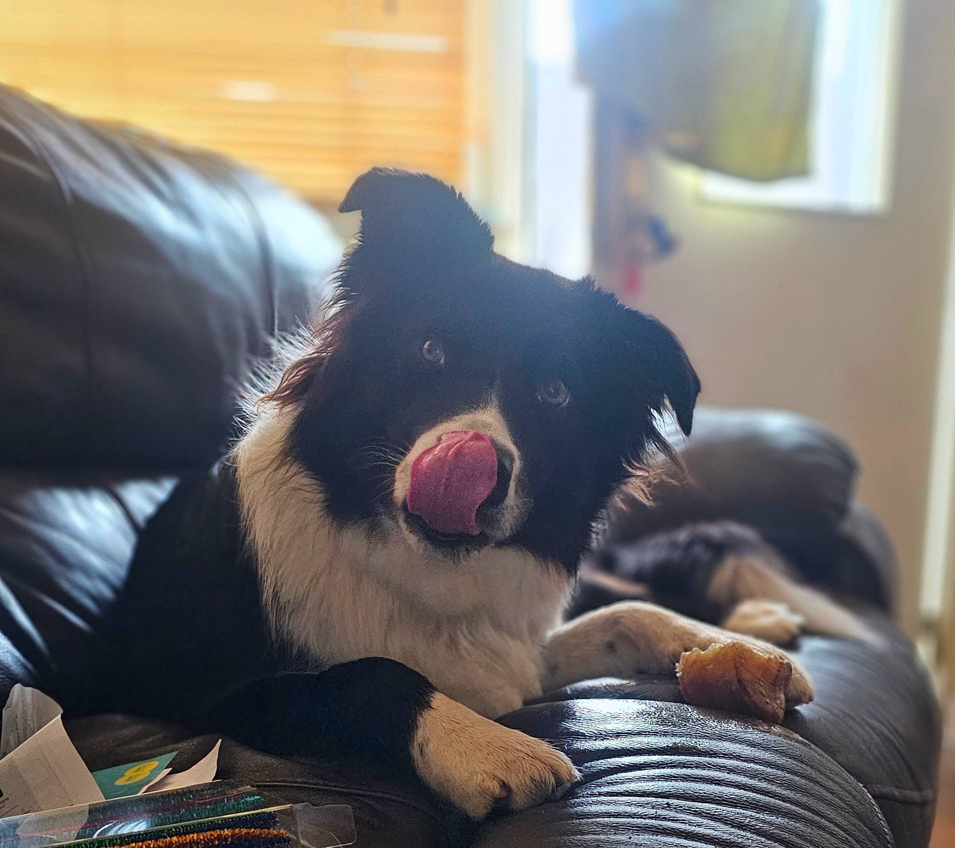 Rex is registered to the contest to win money with this photo: bernese_mountain_dog, border_collie, bored, canidae, carnivore, comfort, companion_dog, dog, dog_breed, ear, foot, fur, paw, snout, sporting_group, tints_and_shades, toy_dog, whiskers, working_animal, yawn
