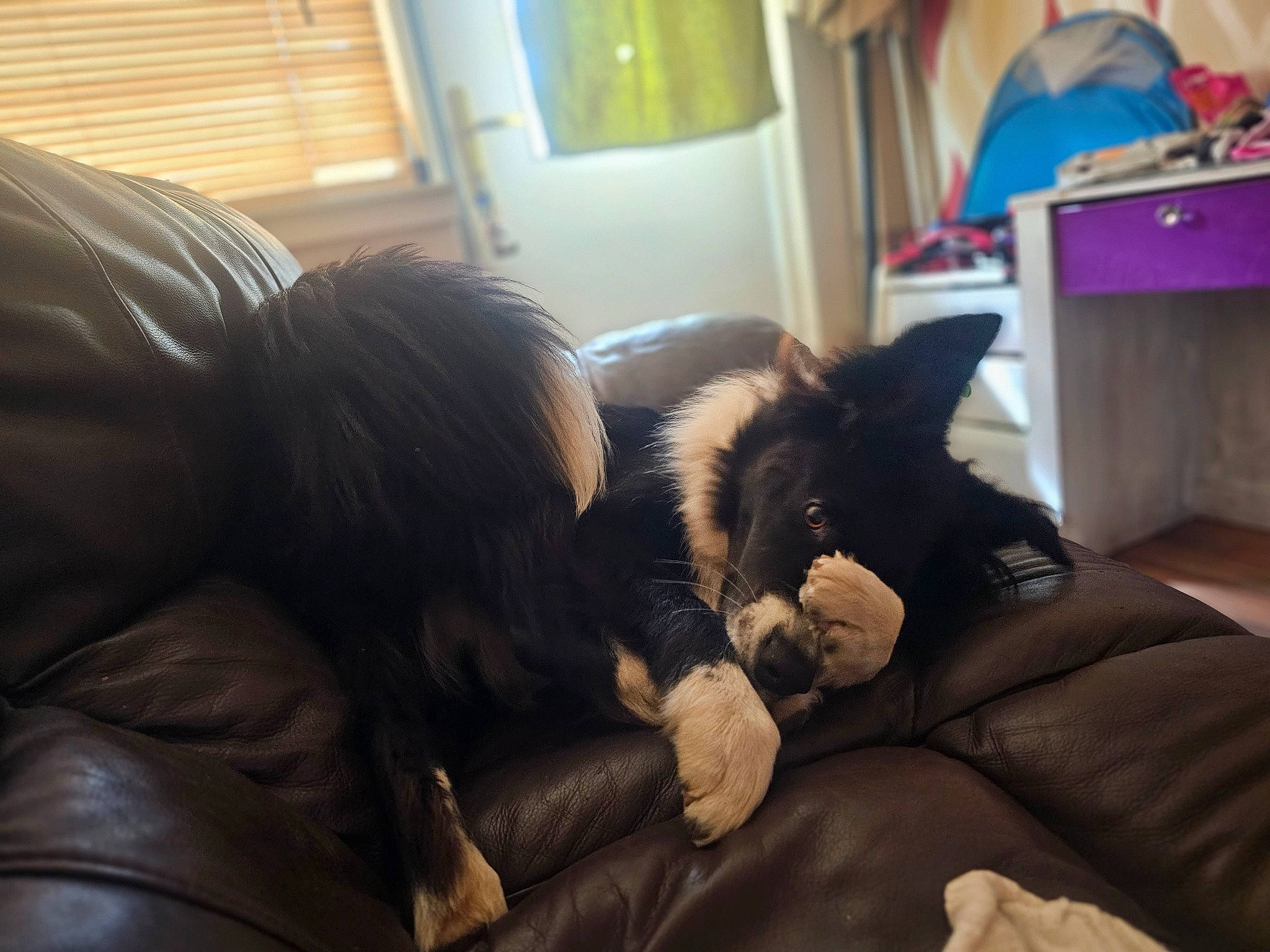 Rex joined the competition — help win amazing prizes! black_cat, canidae, carnivore, cat, comfort, companion_dog, couch, dog, dog_breed, domestic_short_haired_cat, felidae, fur, living_room, mammal, room, small_to_medium_sized_cats, sporting_group, studio_couch, textile, whiskers