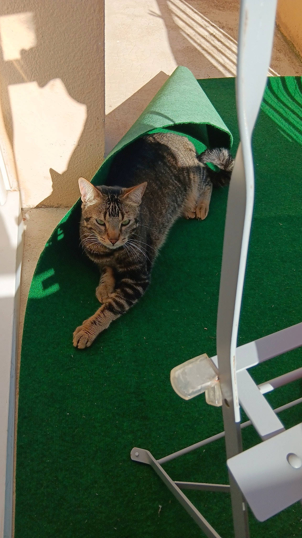 Minou participe au concours pour gagner de l'argent avec cette photo : canidae, carnivore, cat, chair, comfort, domestic_short_haired_cat, felidae, flooring, folding_chair, fur, grass, green, linens, outdoor_furniture, room, small_to_medium_sized_cats, sporting_group, tail, umbrella, whiskers