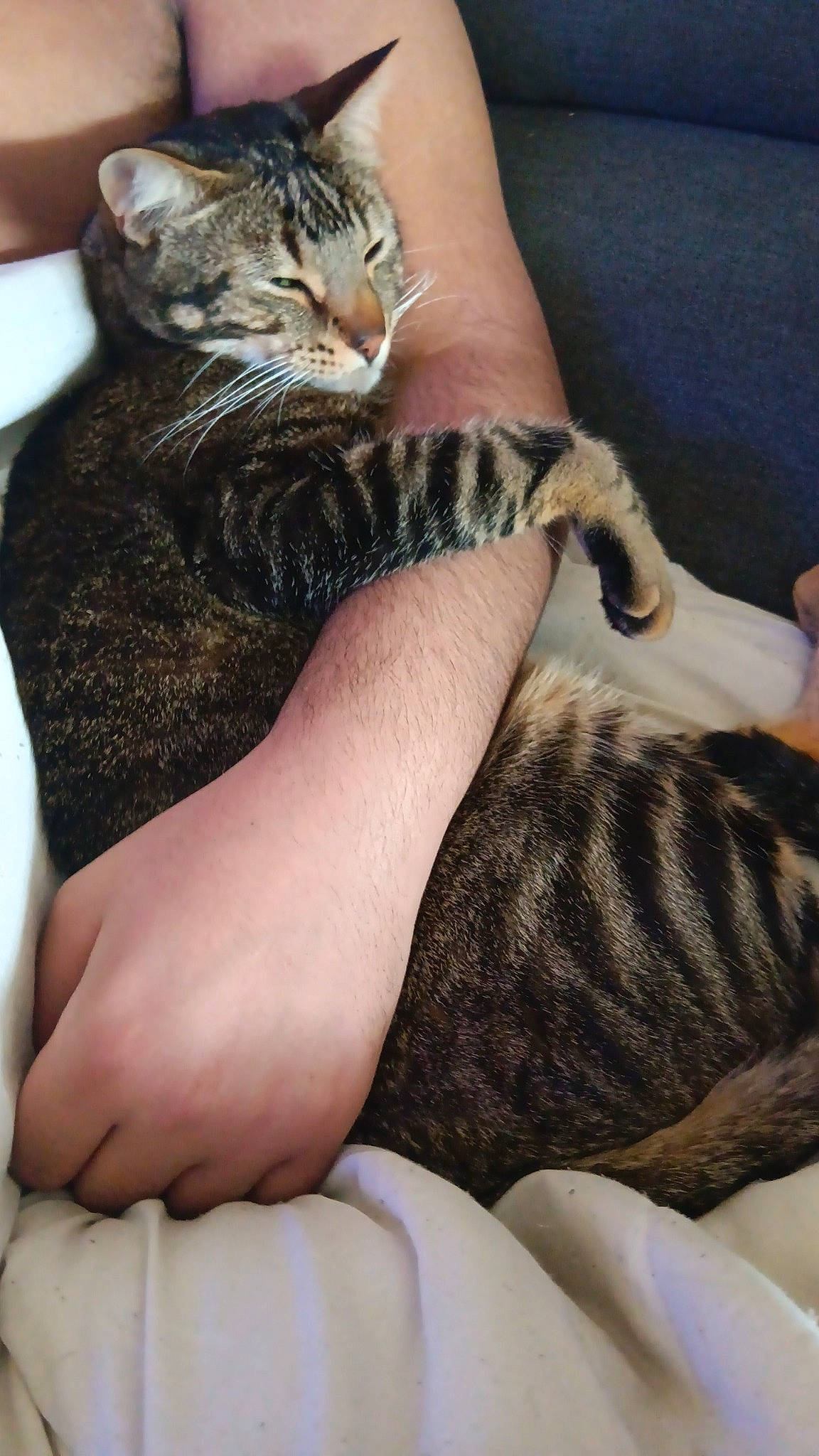 Minou a rejoint le concours — aidez-le/la à gagner de superbes lots ! calf, carnivore, cat, comfort, domestic_short_haired_cat, felidae, finger, foot, fur, gesture, hand, human_leg, knee, nail, small_to_medium_sized_cats, terrestrial_animal, thigh, toe, whiskers, wrist