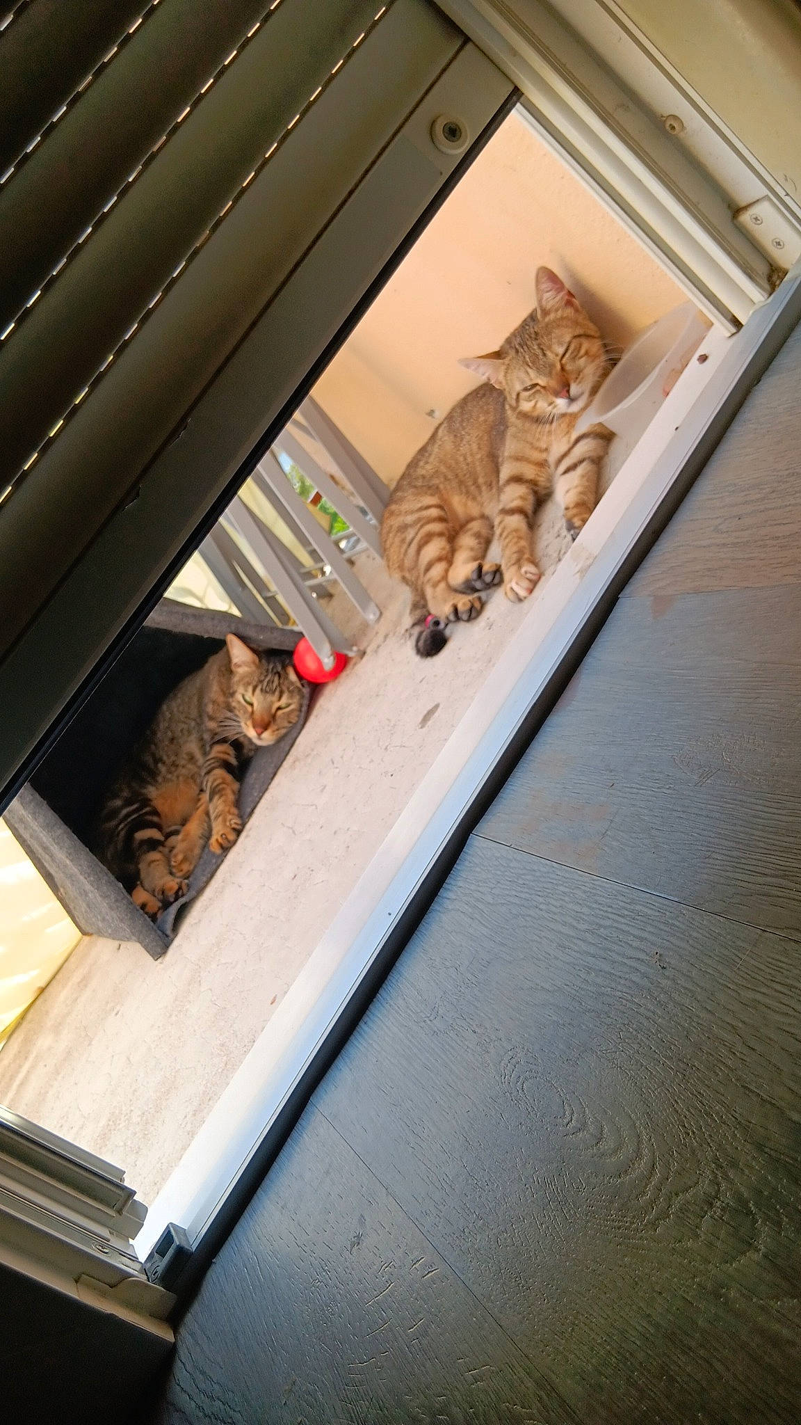 Chi participe au concours pour gagner de l'argent avec cette photo : brown, carnivore, cat, ceiling, domestic_short_haired_cat, door, felidae, flooring, fur, glass, hardwood, metal, pet_supply, rectangle, room, small_to_medium_sized_cats, tail, tints_and_shades, whiskers, wood