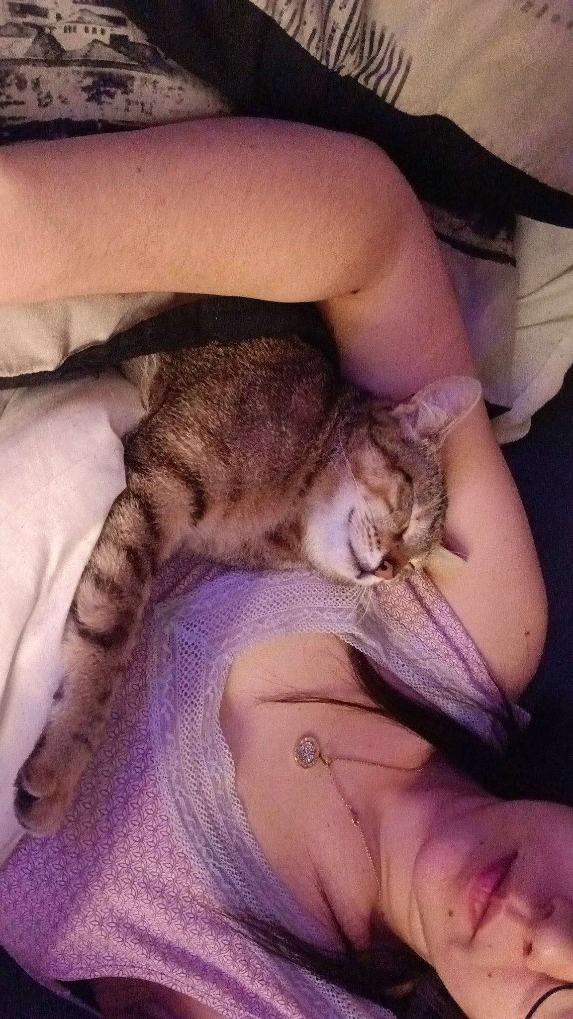 Chi participe au concours pour gagner de l'argent avec cette photo : carnivore, cat, claw, comfort, domestic_short_haired_cat, elbow, fawn, felidae, finger, foot, fur, human_leg, lap, nail, paw, small_to_medium_sized_cats, tail, terrestrial_animal, thigh, whiskers