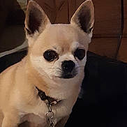 Laos participe au concours pour gagner de l'argent avec cette photo : dog, chihuahua, pet, indoor, small_dog, collar, ears, animal, canine, brown_fur, sitting, looking, domestic_animal, face, fur, eyes, cute, companion, household, portrait