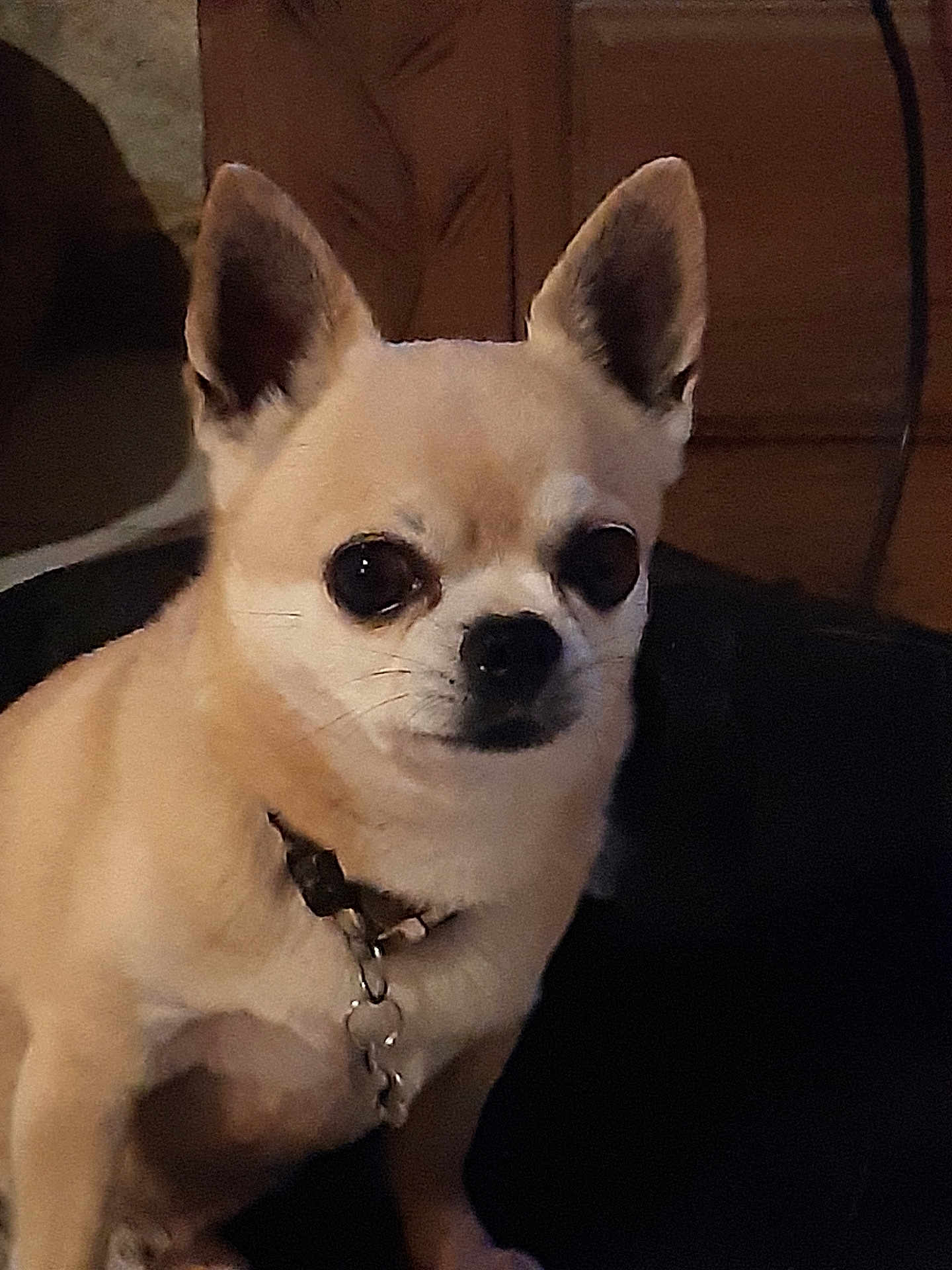 Laos participe au concours pour gagner de l'argent avec cette photo : dog, chihuahua, pet, indoor, small_dog, collar, ears, animal, canine, brown_fur, sitting, looking, domestic_animal, face, fur, eyes, cute, companion, household, portrait