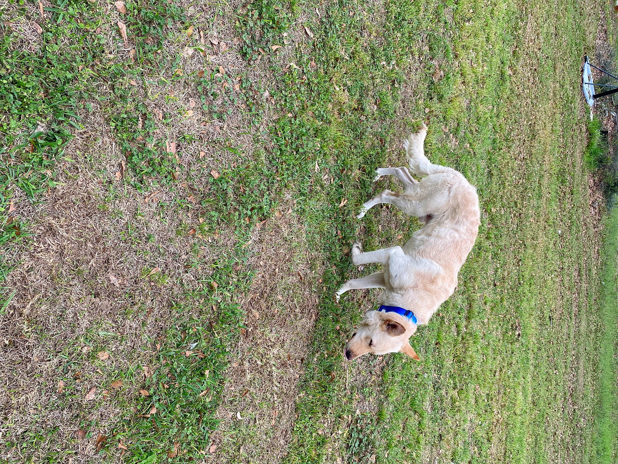 Odin joined the competition — help win amazing prizes! canidae, carnivore, companion_dog, dog, dog_breed, fawn, grass, grass_family, grassland, groundcover, herbaceous_plant, lawn, pasture, people_in_nature, plant, shrub, soil, sporting_group, tail, tree