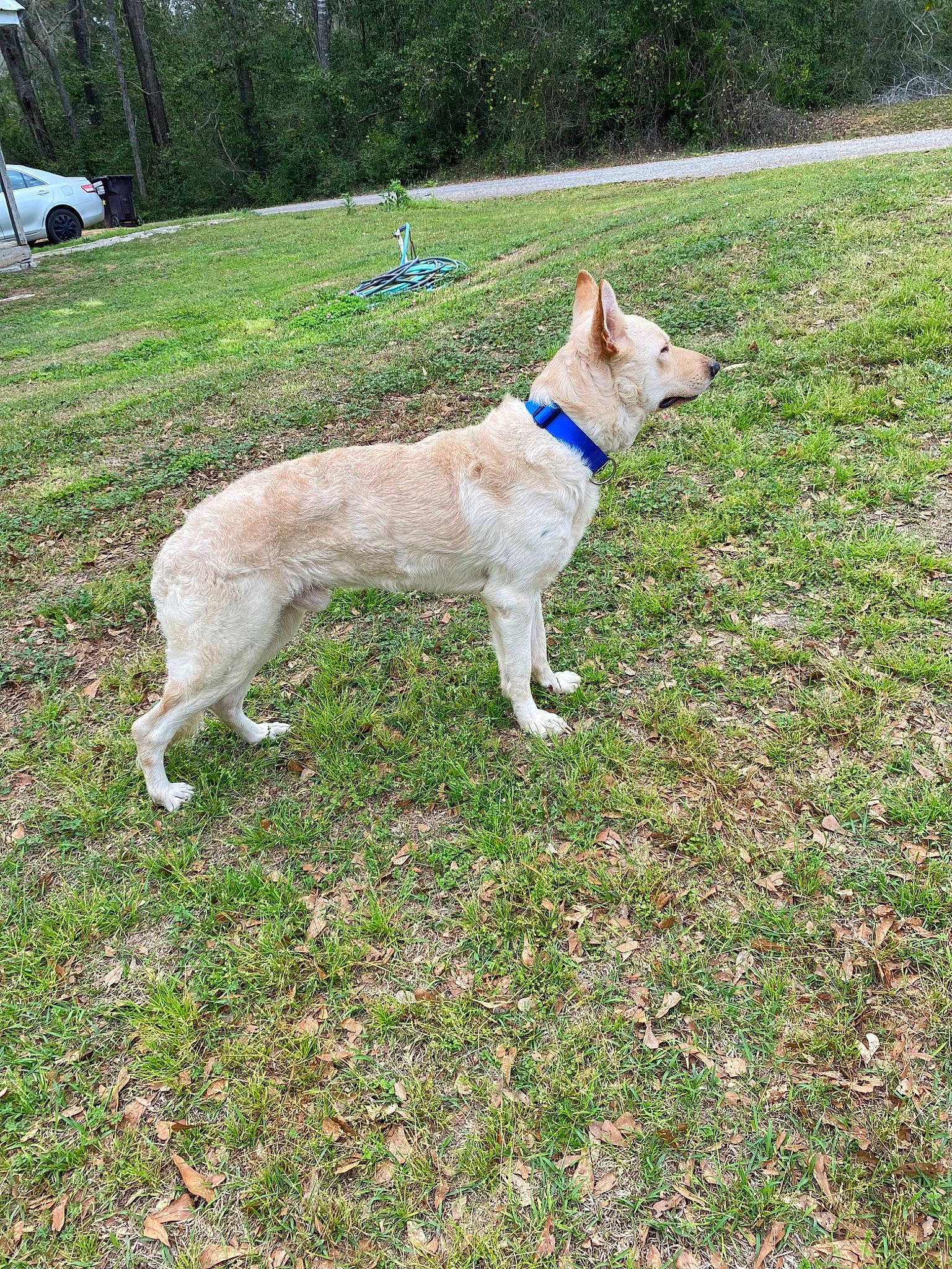 Odin joined the competition — help win amazing prizes! canidae, carnivore, collar, companion_dog, dog, dog_breed, dog_collar, dog_supply, fawn, grass, grassland, non_sporting_group, pasture, plant, slope, sporting_group, tail, tree, wheel, working_animal