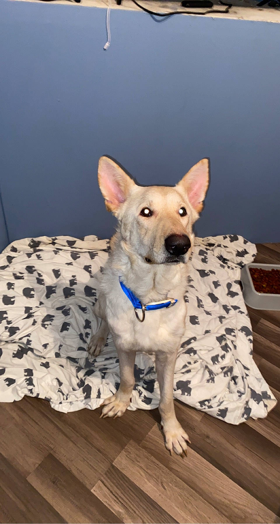 Odin is registered to the contest to win money with this photo: canidae, carnivore, collar, companion_dog, dog, dog_breed, dog_collar, dog_supply, fawn, flooring, hardwood, pet_supply, sitting, snout, sporting_group, tail, terrestrial_animal, whiskers, wood, working_animal