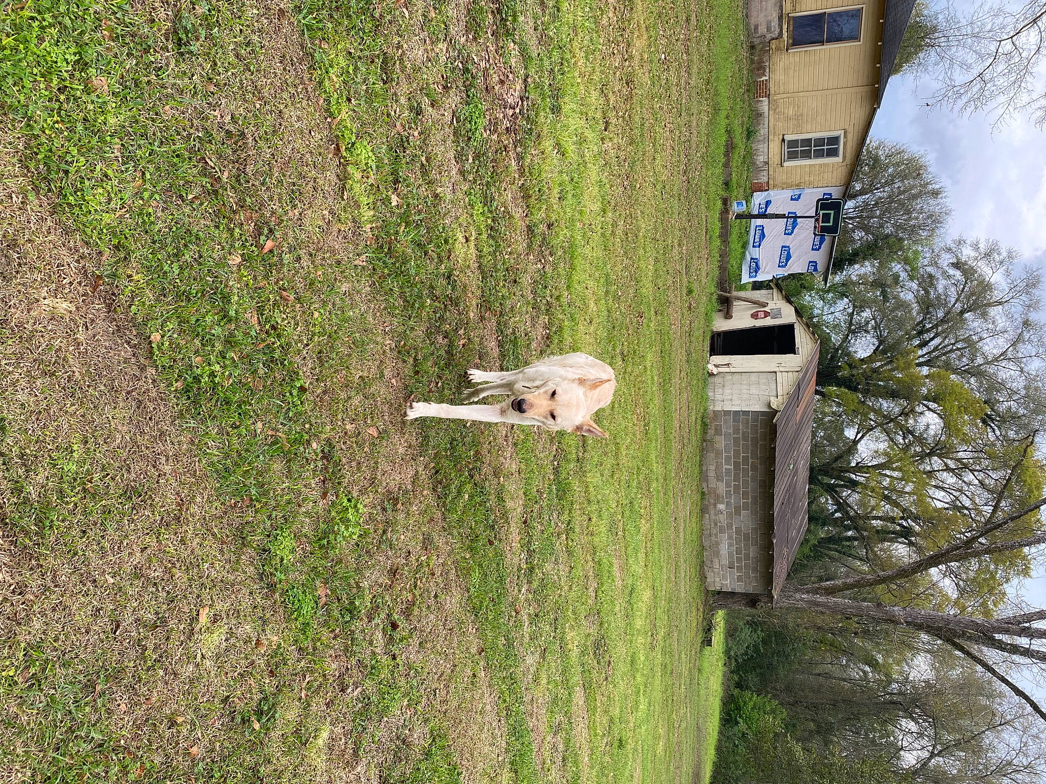 Odin joined the competition — help win amazing prizes! biome, cloud, dog, forest, grass, grass_family, grassland, groundcover, house, landscape, pasture, plant, shrub, sky, soil, tree, trunk, vegetation, wildlife, wood