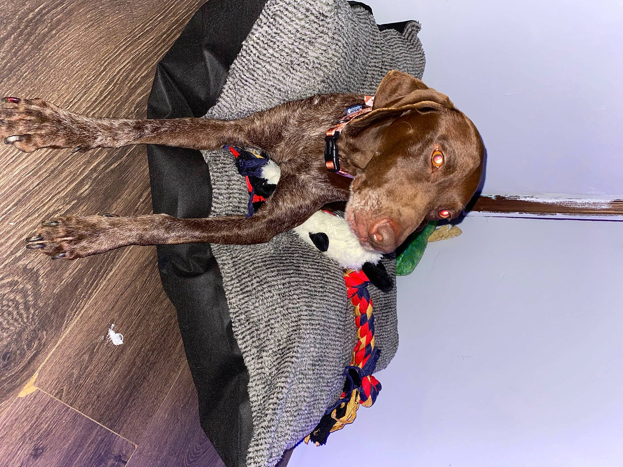 Dixie joined the competition — help win amazing prizes! art, bag, carmine, collar, denim, fashion_accessory, fashion_design, fawn, fur, grey, pattern, personal_protective_equipment, rock_climbing_equipment, rope_rhythmic_gymnastics, sleeve, sporting_group, twig, visual_arts, wood, working_animal