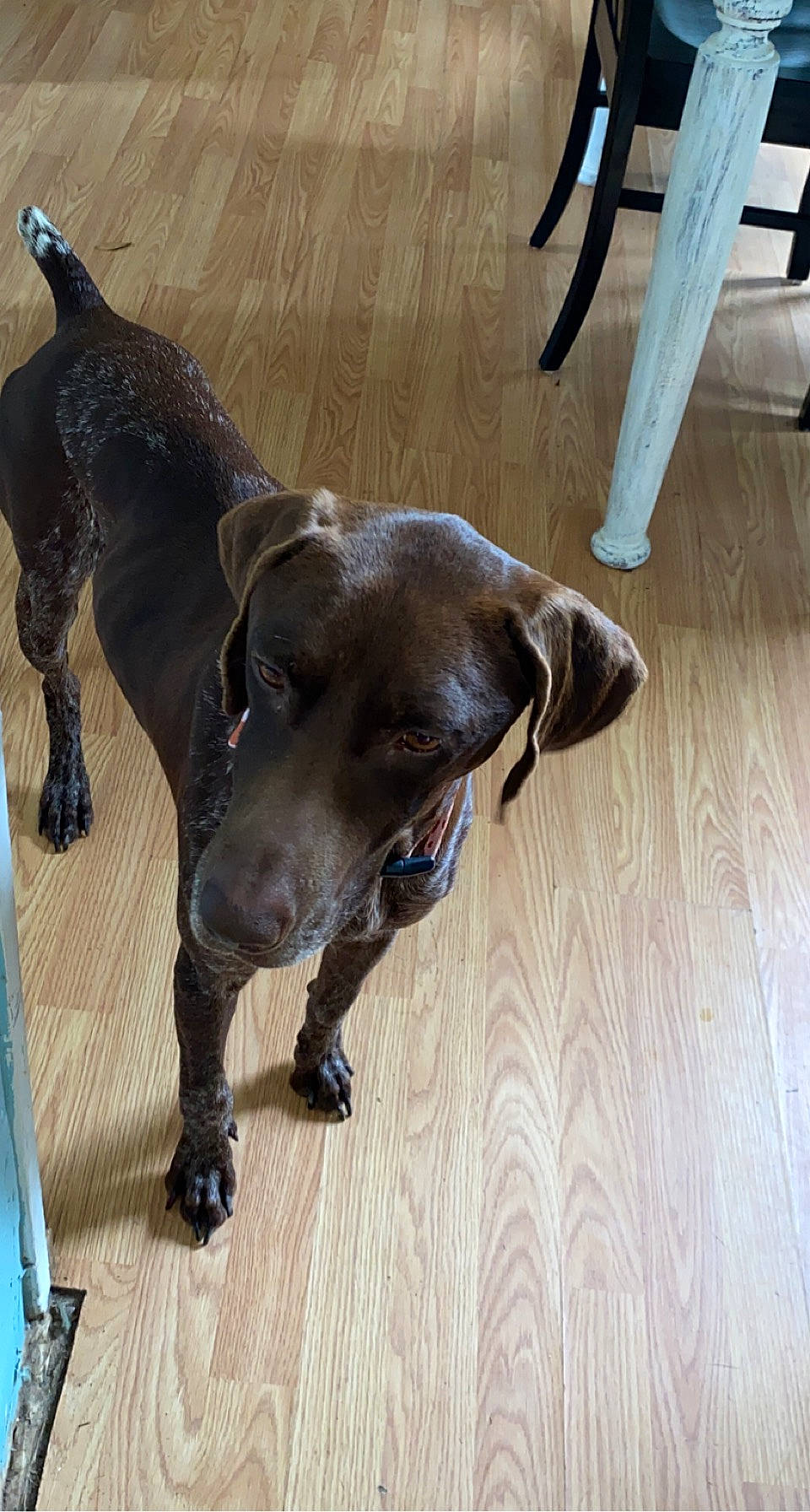 Dixie is registered to the contest to win money with this photo: borador, canidae, carnivore, collar, companion_dog, dog, dog_breed, dog_collar, dog_supply, fawn, floor, flooring, hardwood, leash, liver, pet_supply, whiskers, wood, wood_flooring, working_animal