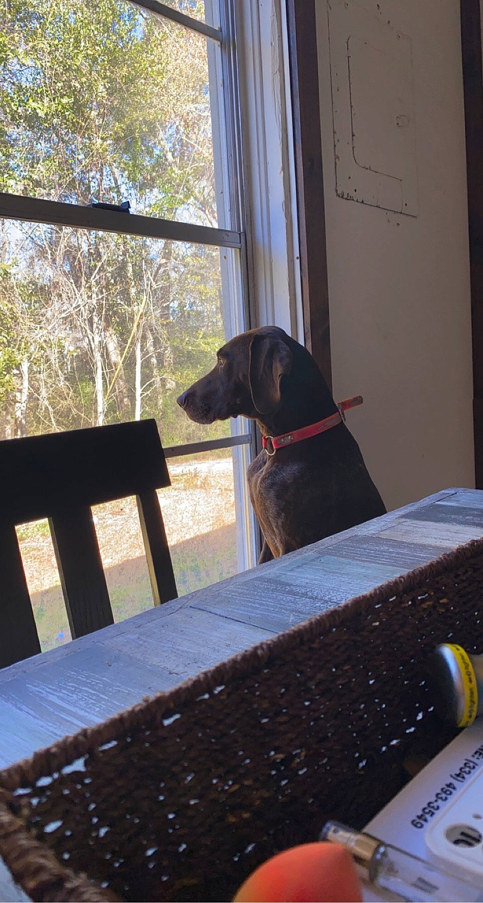 Dixie is registered to the contest to win money with this photo: borador, carnivore, collar, companion_dog, dog, dog_breed, dog_collar, dog_supply, guard_dog, gun_dog, hardwood, pet_supply, rectangle, shade, sporting_group, tints_and_shades, tree, window, wood, working_animal