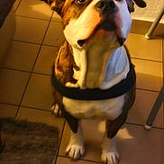Hubert a rejoint le concours — aidez-le/la à gagner de superbes lots ! dog, bulldog, pet, animal, sitting, indoors, tiled_floor, harness, black_and_white, brown_and_white, floppy_ears, wide_eyes, looking_at_camera, portrait, home, floor, rug, chair, warm_lighting, funny