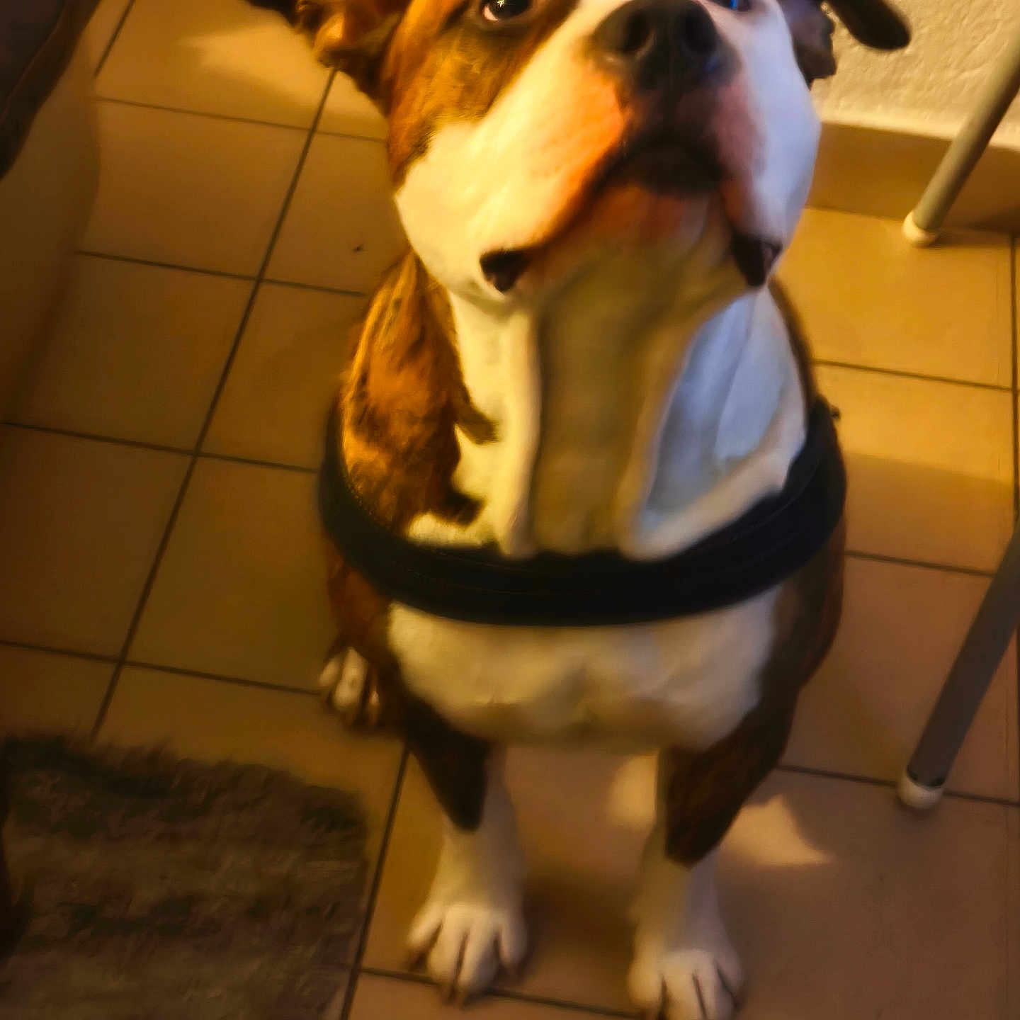 Hubert