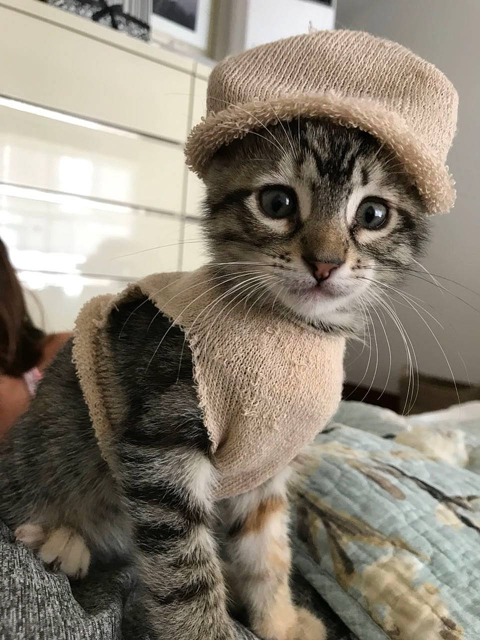 Catalina joined the competition — help win amazing prizes! cap, carnivore, cat, claw, domestic_short_haired_cat, eye, fawn, felidae, fur, grey, hat, head, paw, small_to_medium_sized_cats, snout, tail, terrestrial_animal, tree, whiskers, wildlife