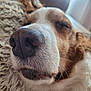 animal, blanket, brown, calm, close_up, cozy, dog, fur, indoors, nose, peaceful, pet, portrait, relaxation, resting, sleeping, snout, soft, whiskers, white